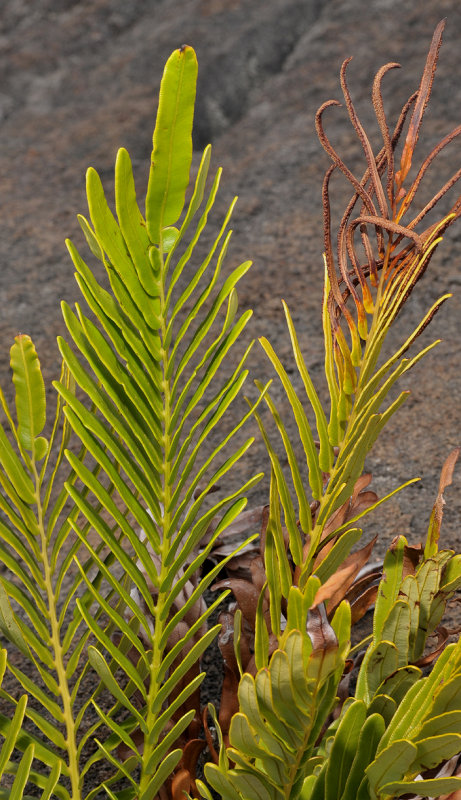 Blechnum tabulare. Closer.