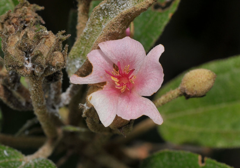 Dombeya ficulnea. Closer.
