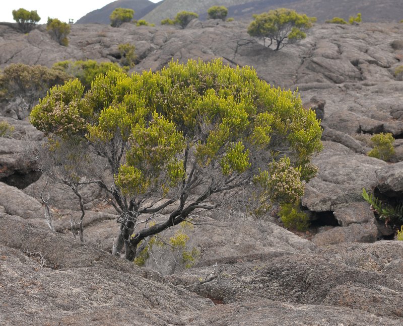 Erica reunionensis.