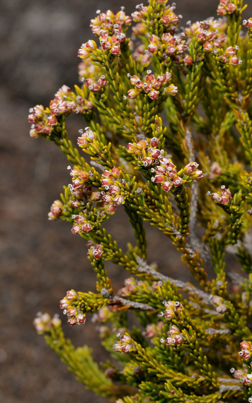 Erica reunionensis. Closer.