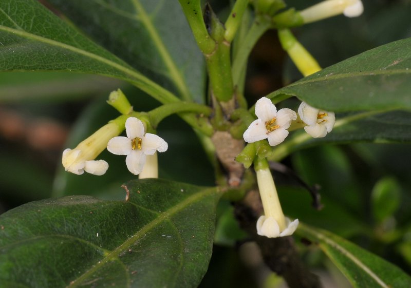 Antirhea borbonica. Close-up.