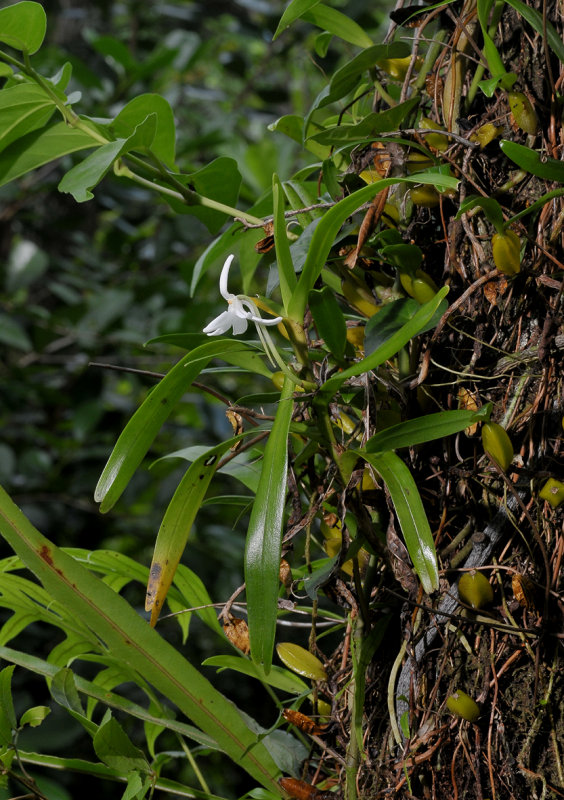 Jumellea fragrans