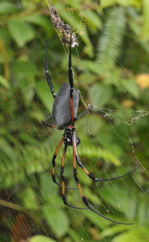 Nephila inaurata.