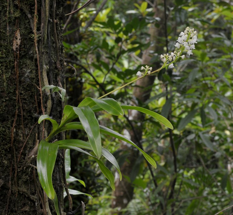 Polystachya concreta.