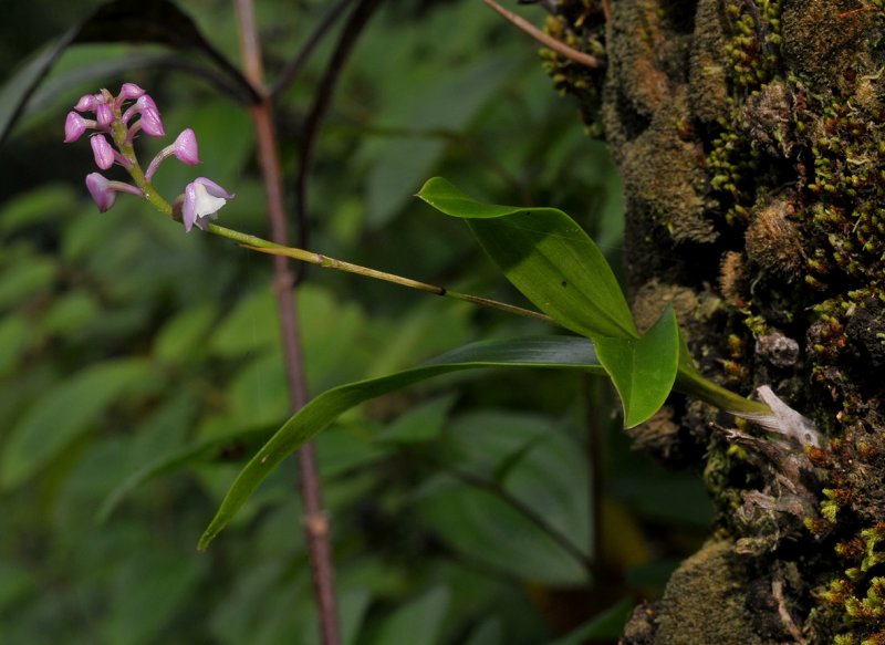 Polystachya concreta. Pink.