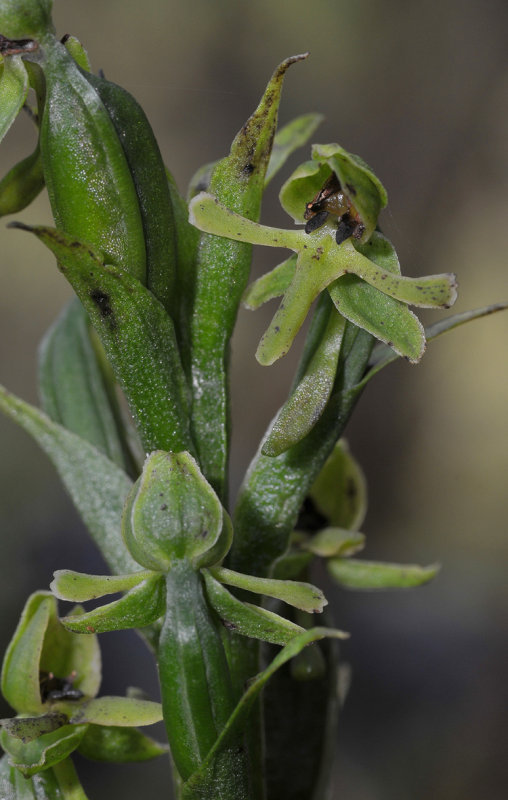 Habenaria praealta. Close-up. Flowers nearly finished.