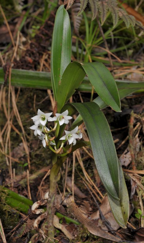 Angraecum striatum. Plant growing as terrestriall.