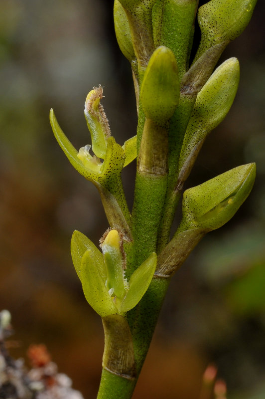 Bulbophyllum cylindrocarpum. Closer.