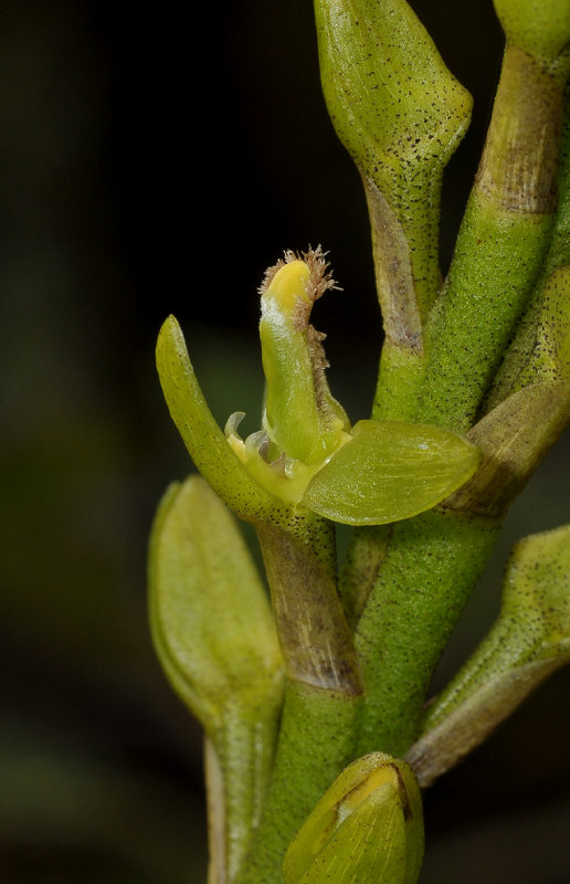 Bulbophyllum cylindrocarpum. Close-up.