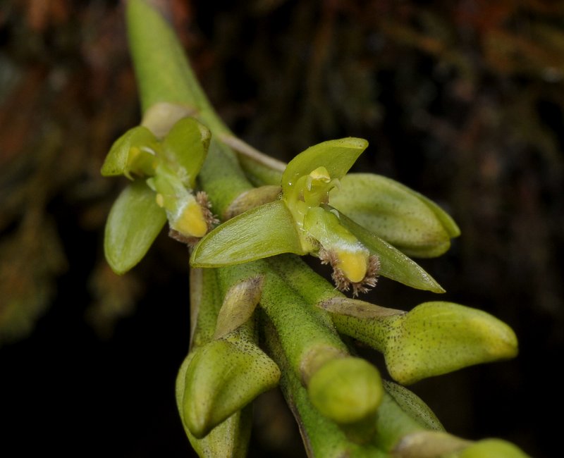 Bulbophyllum cylindrocarpum. Closer.