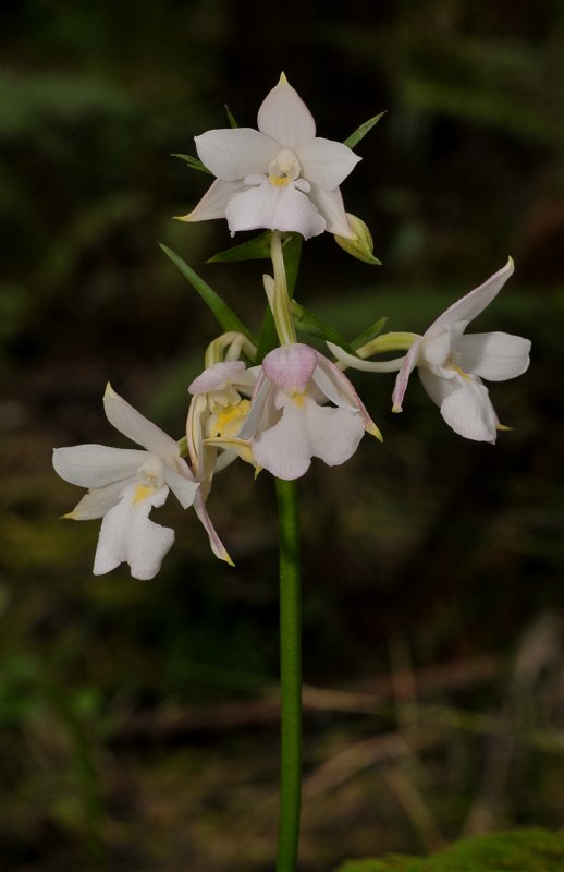 Calanthe sylvatica.
