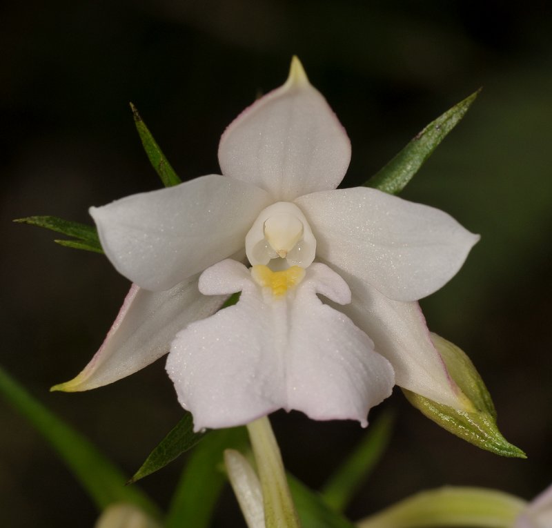 Calanthe sylvatica. Close-up.