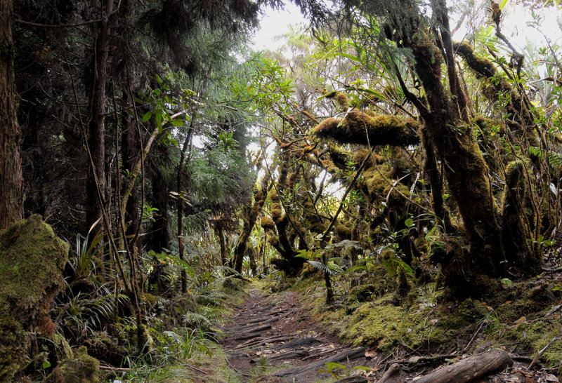Cryptomeria plantation versus primary forest.