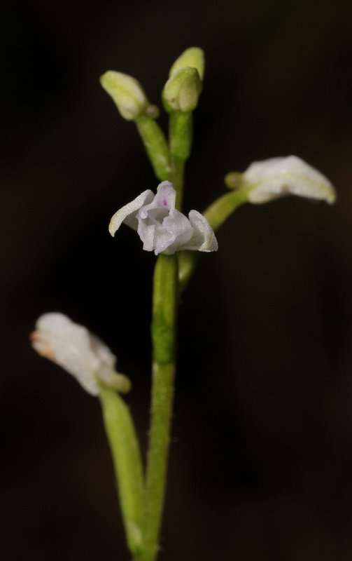 Cynorkis coccinelloides. Closer.