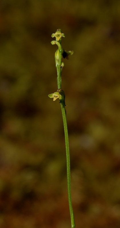 Cynorkis micrantha. Closer.