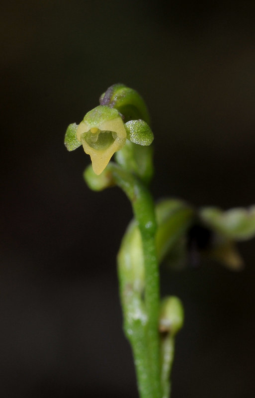 Cynorkis micrantha. Close-up.