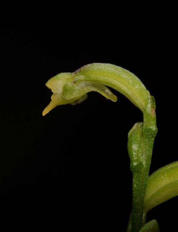 Cynorkis micrantha. Close-up side.