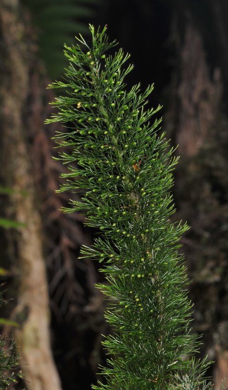 hymenophyllum. Close-up.