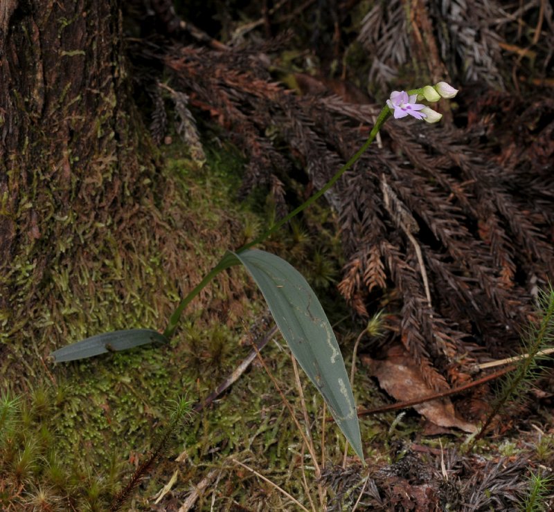 Physoceras lageniferum