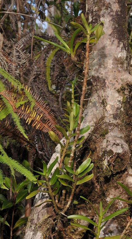 Angraecum corrugatum.