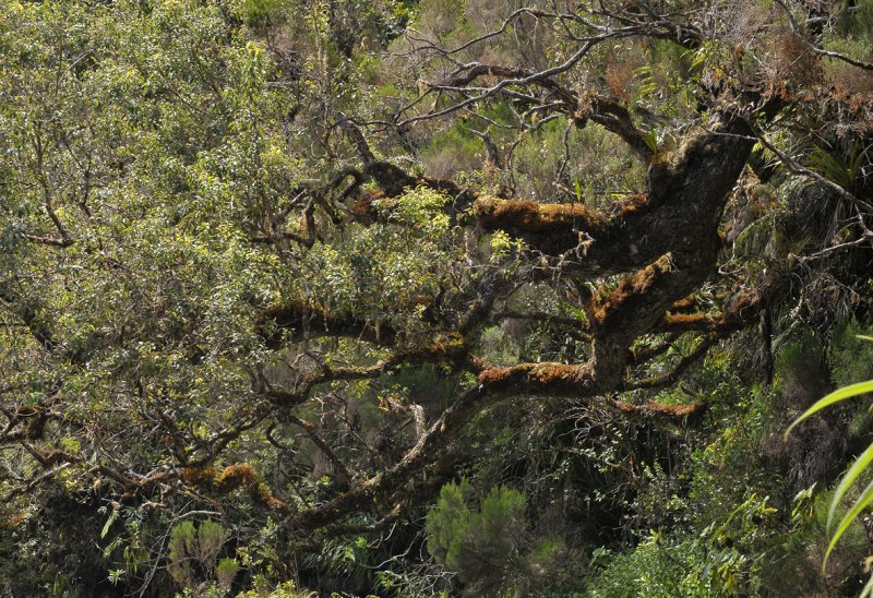 Horizontal trees.