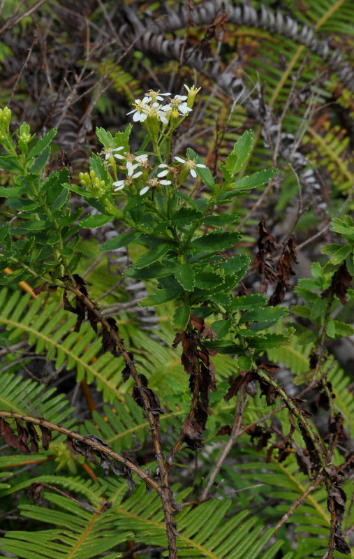 Hubertia ambavilla.
