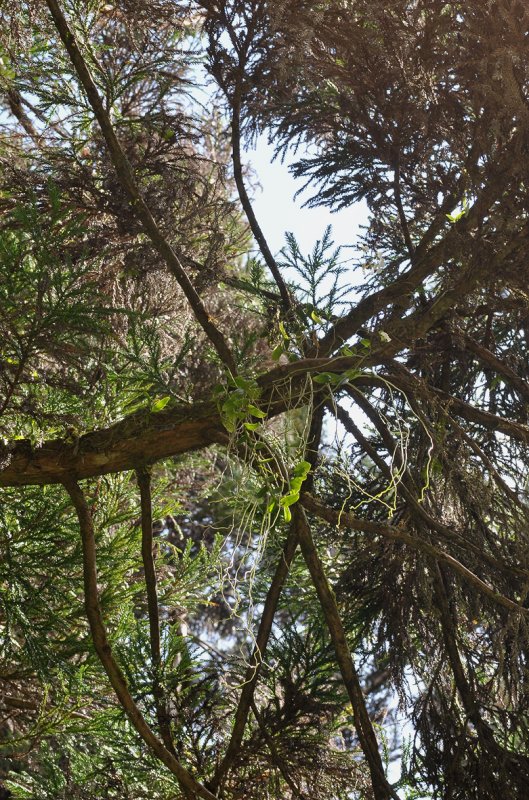 Oeonia rosea in Cryptomeria japonica.