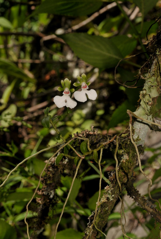 Oeonia rosea.