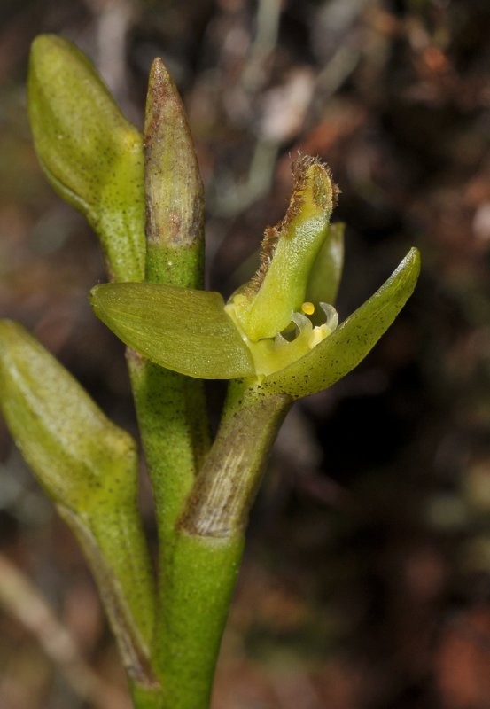 Bulbophyllum cylindrocarpum.