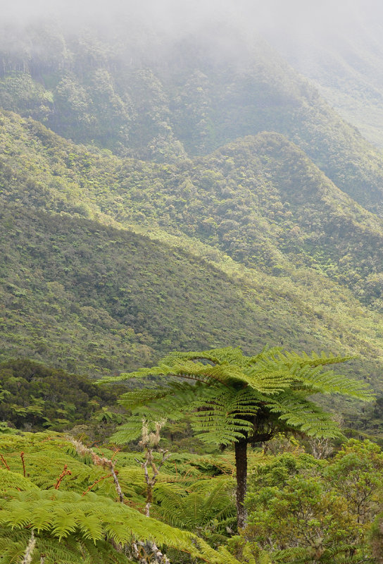 Cyathea glauca.