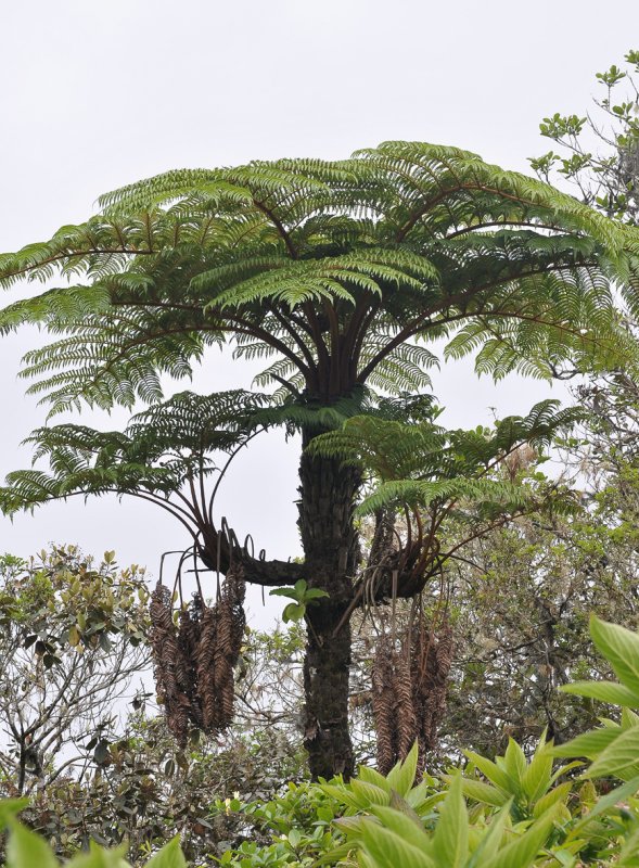 Cyathea glauca.
