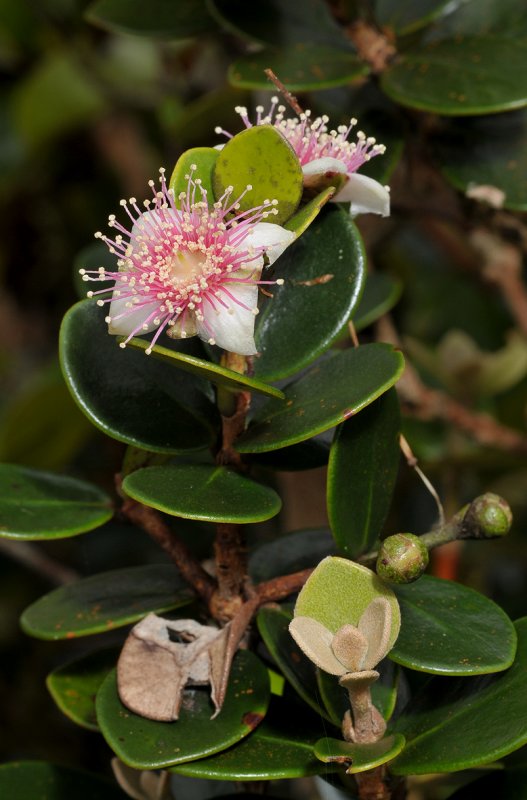 Eugenia buxifolia.