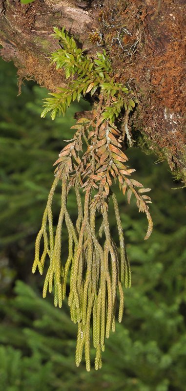 Huperzia obtusifolia