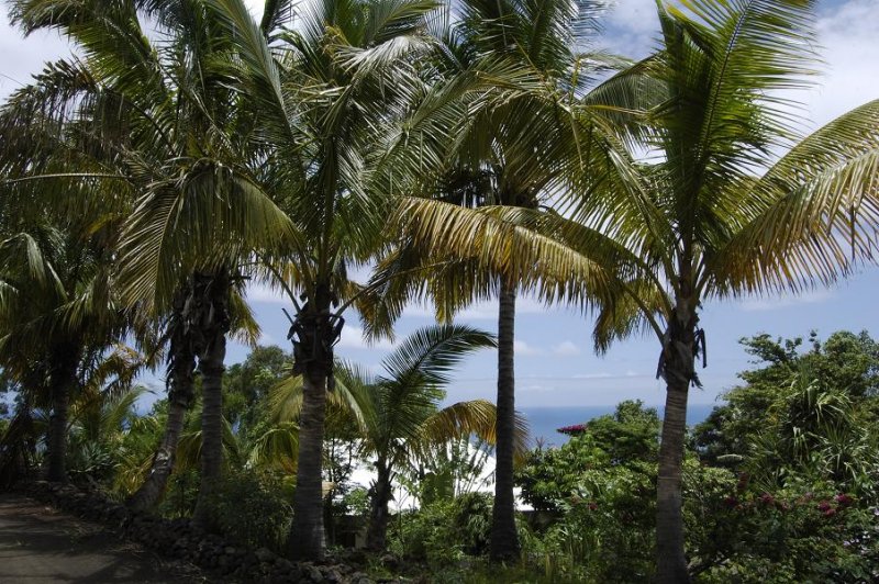 Coconut lane.