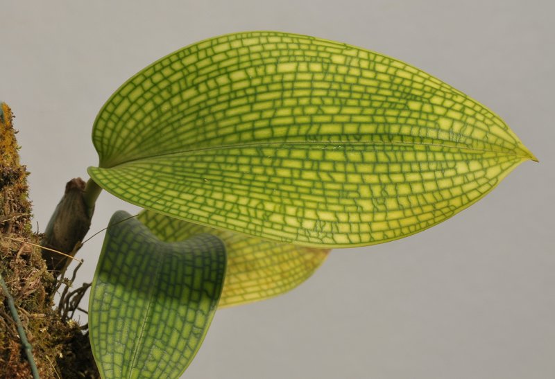 Bulbophyllum reticulatum.