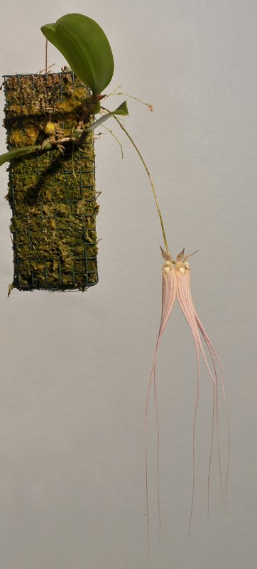 Bulbophyllum longissimum.