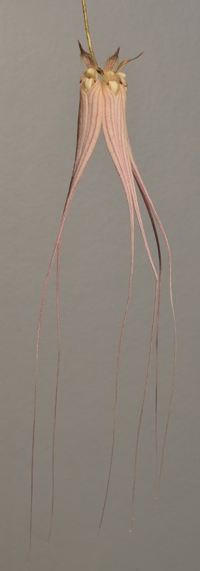 Bulbophyllum longissimum. Closer.