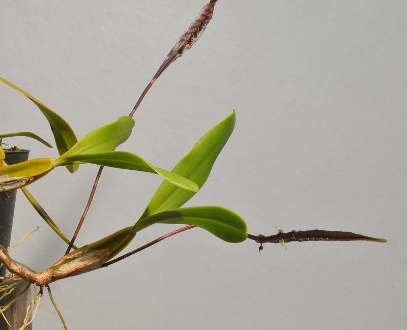 Bulbophyllum maximum