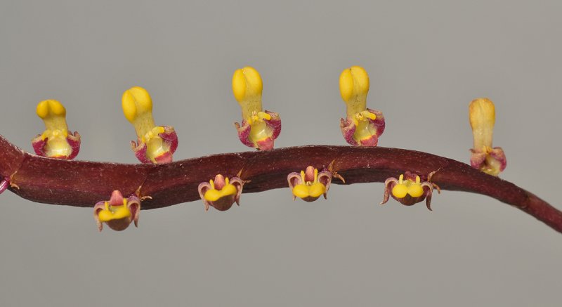 Bulbophyllum falcatum var. falcatum. Closer.