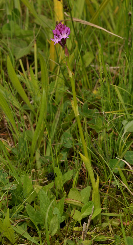 Anancamptis pyramidalis