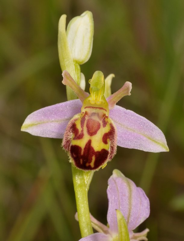 Ophrys apifera f. belgarum. Close-up.