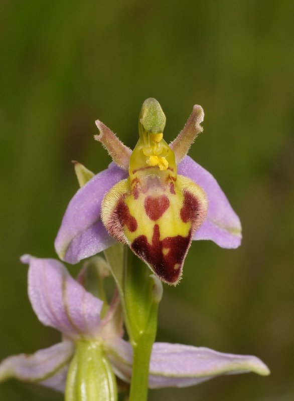 Ophrys apifera f. belgarum. Close-up.