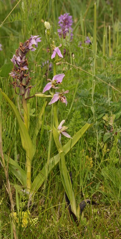 Ophrys apifera. Mutant.