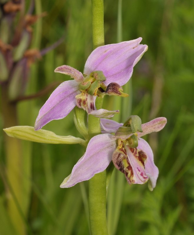 Ophrys apifera. Mutant. Closer.