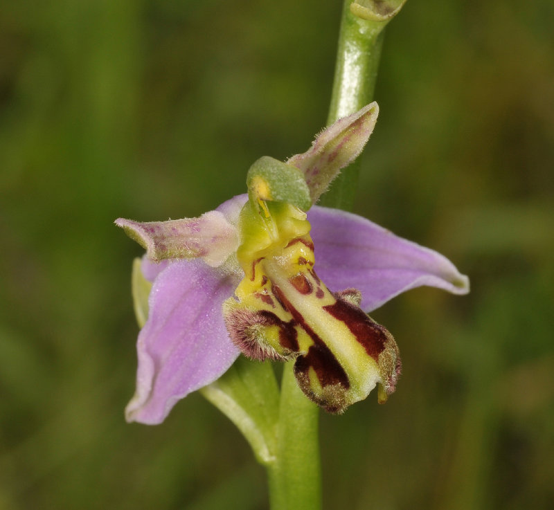 Ophrys apifera. Mutant. Close.up.