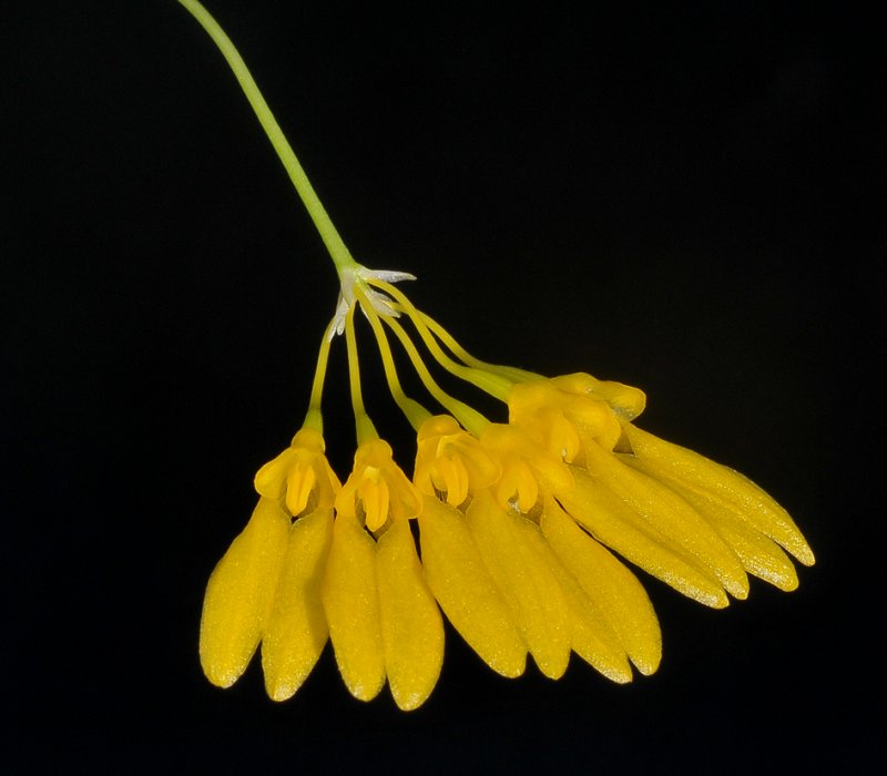 Bulbophyllum retusiusculum. Closer.