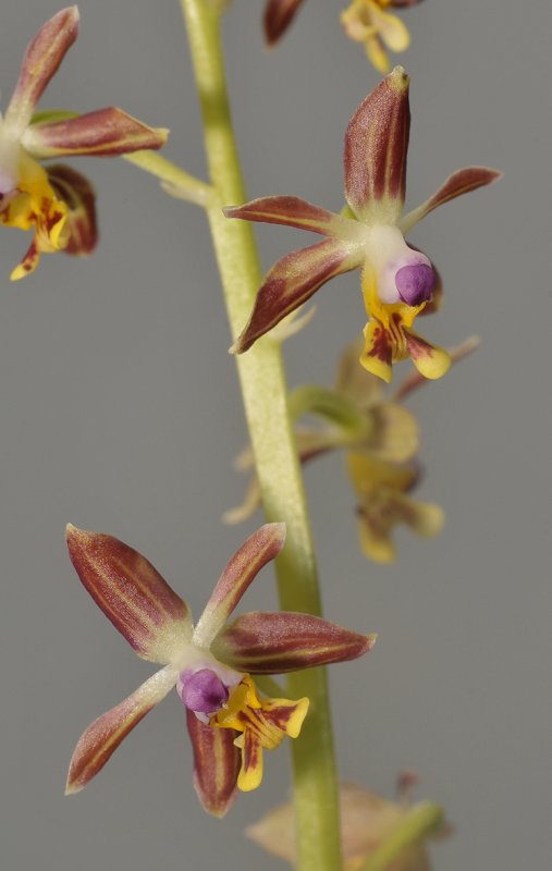 Calanthe tsoongiana. Closer.