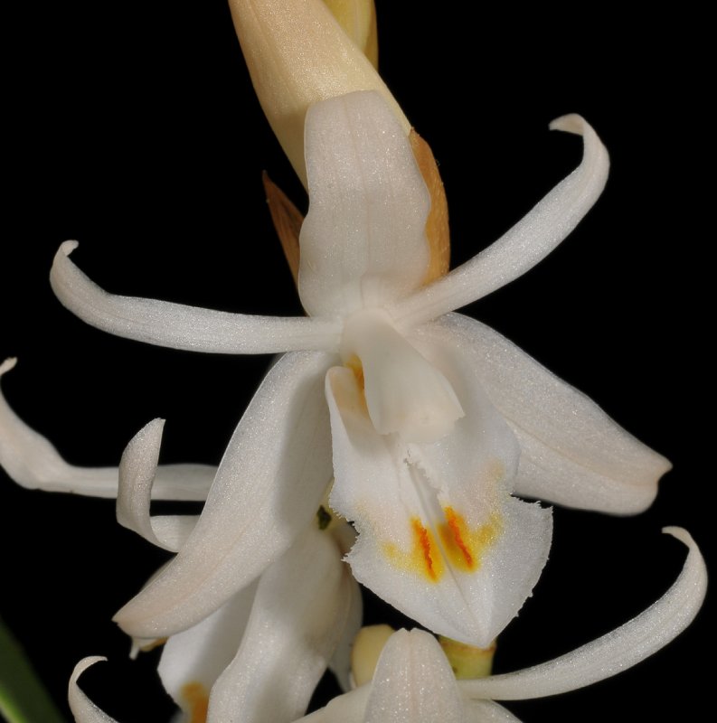 Coelogyne stricta. Close-up.