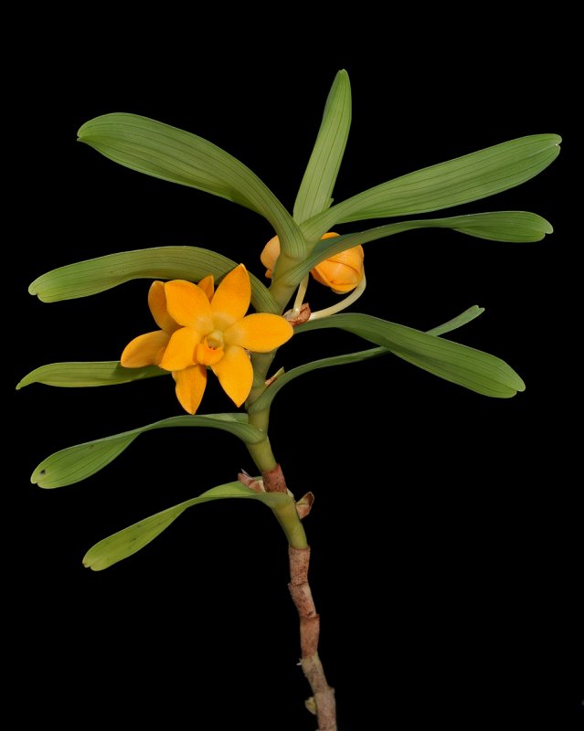 Dendrobium igneum. Large type.