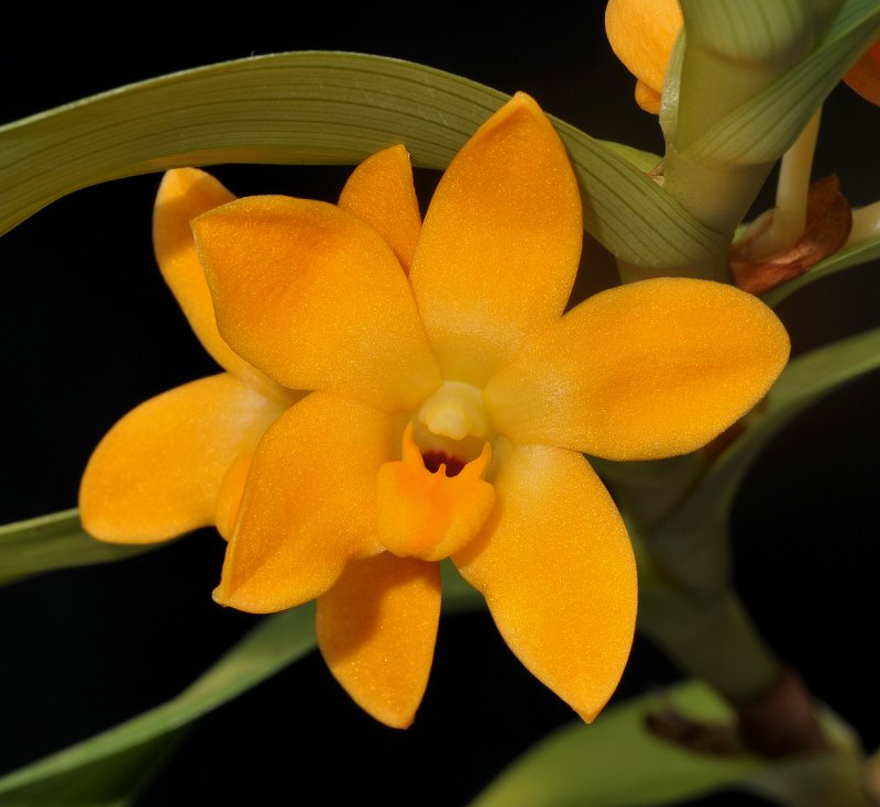 Dendrobium igneum. Large type. Close-up.